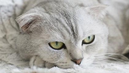 七妹在线观看视频免费，电视剧免费观看电视剧大全在线观看七妹